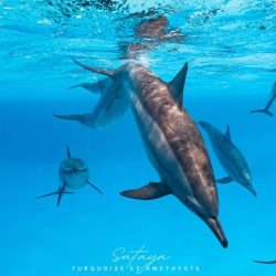 retraine yoga swims with dolphins